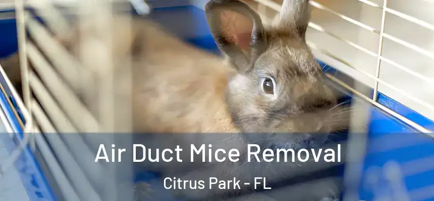 Air Duct Mice Removal Citrus Park - FL