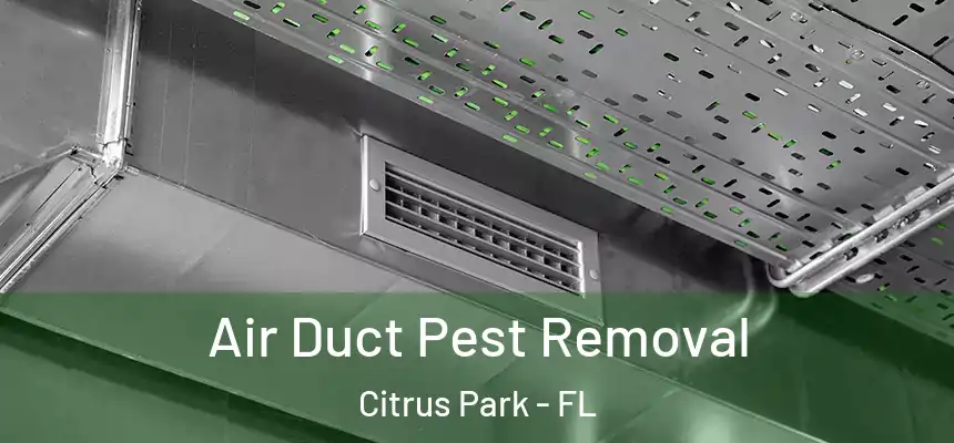 Air Duct Pest Removal Citrus Park - FL