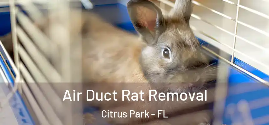 Air Duct Rat Removal Citrus Park - FL