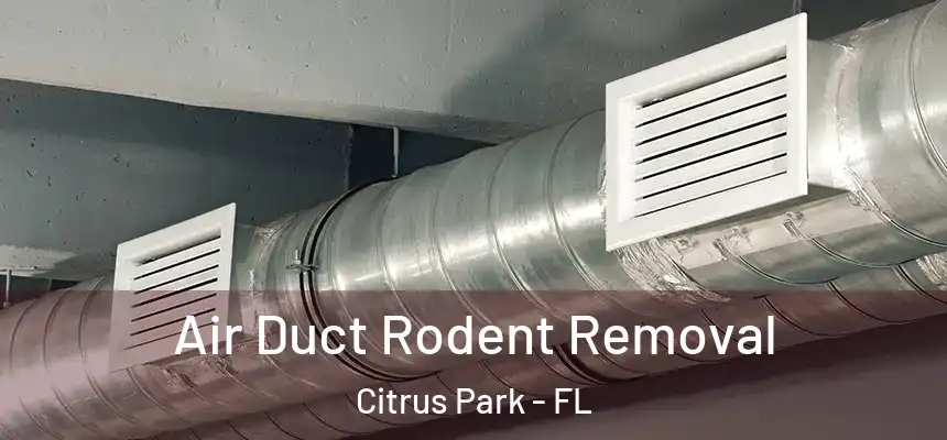 Air Duct Rodent Removal Citrus Park - FL