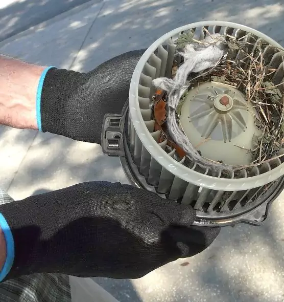 About Air Duct Mice Removal in Citrus Park, FL